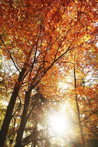 Autumn forest with sun - Foto, Imagen