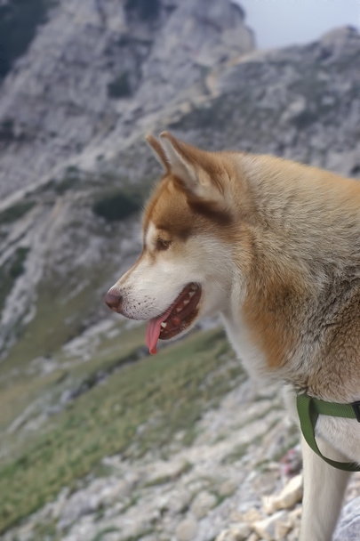 όμορφη Σιβηρία σκύλος χάσκεϋ - Φωτογραφία, εικόνα