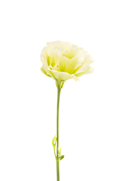 Eustoma květ  - Fotografie, Obrázek
