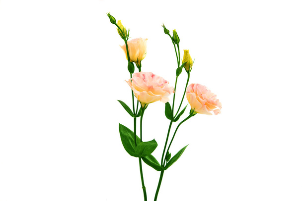 flor de eustoma
  - Foto, imagen