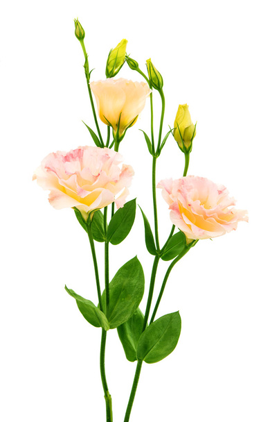 Eustoma květ  - Fotografie, Obrázek