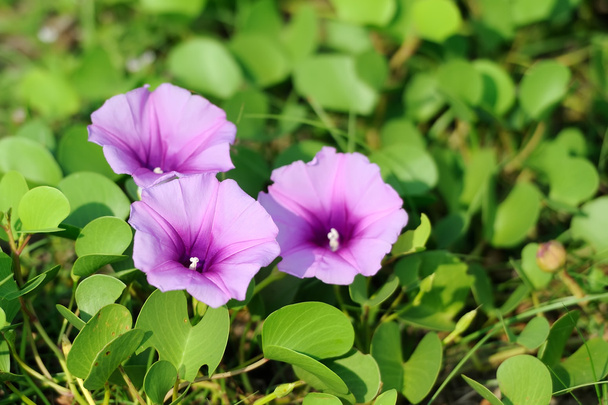Violetti kukkia ja vihreä ruoho rannalla
 - Valokuva, kuva
