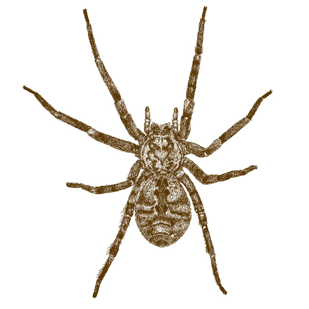 Stich antike Illustration der großen Spinne - Vektor, Bild
