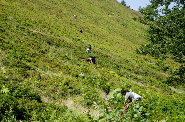 Collecting blueberry in Carpathian mountains - Photo, Image