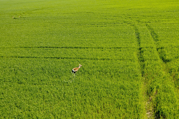Vue aérienne du cerf qui court dans les champs de cultures vertes
 - Photo, image