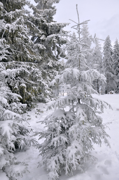冬の森 - 写真・画像