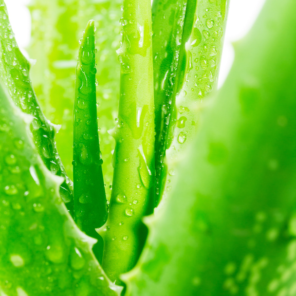 Aloe vera sobre fondo blanco - Foto, Imagen