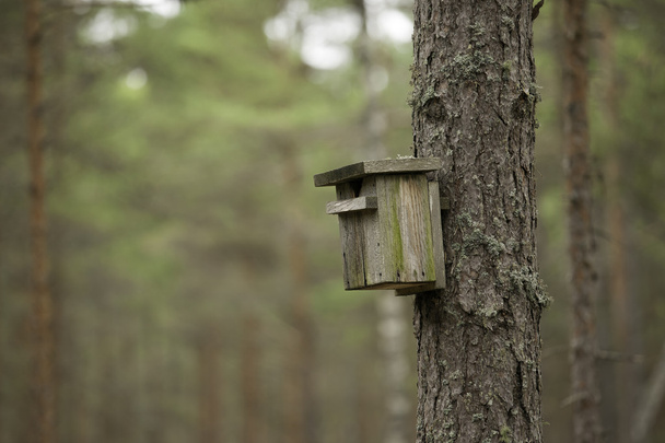 Casa de pájaros en un árbol
 - Foto, Imagen