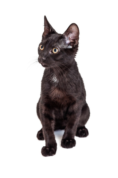 chaton noir assis
 - Photo, image