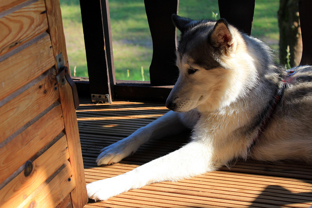 Sonolento cão husky no alpendre
 - Foto, Imagem