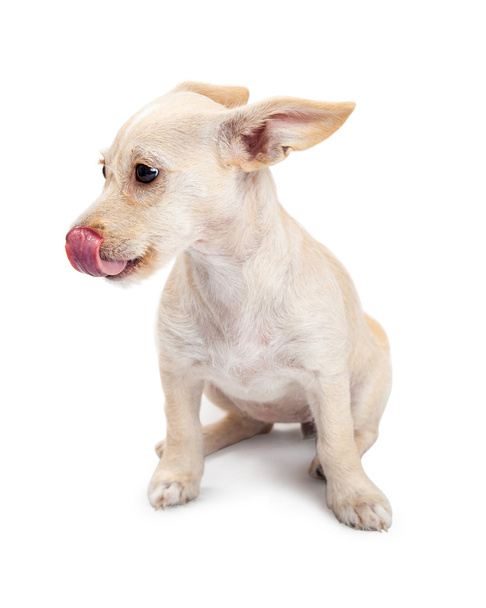 混合された品種犬のチワワ - 写真・画像