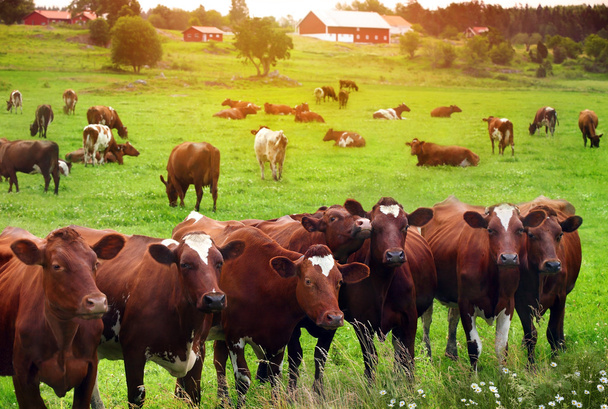 Αγέλη αγελάδων στο θερινό πράσινο χωράφι - Φωτογραφία, εικόνα