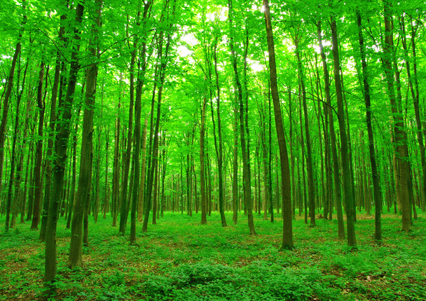 Vihreä metsä
 - Valokuva, kuva