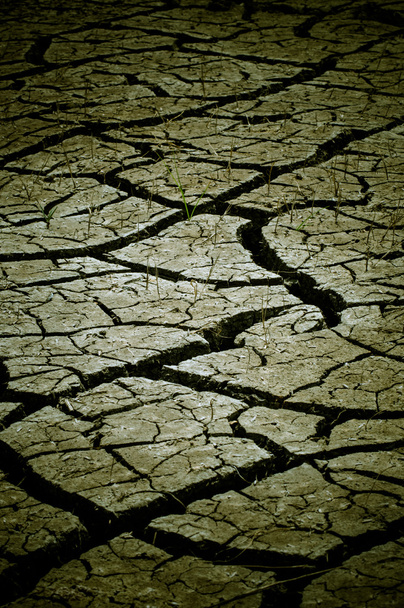 εποχή της ξηρασίας - Φωτογραφία, εικόνα