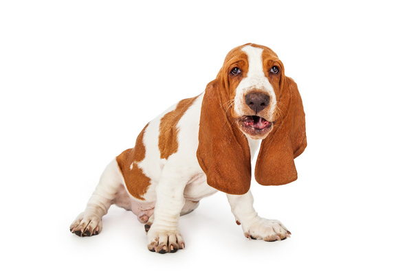 Lustig aussehender Basset-Hundehund - Foto, Bild