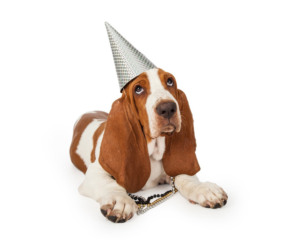 Праздничный щенок Бассет Хаунд
 - Фото, изображение