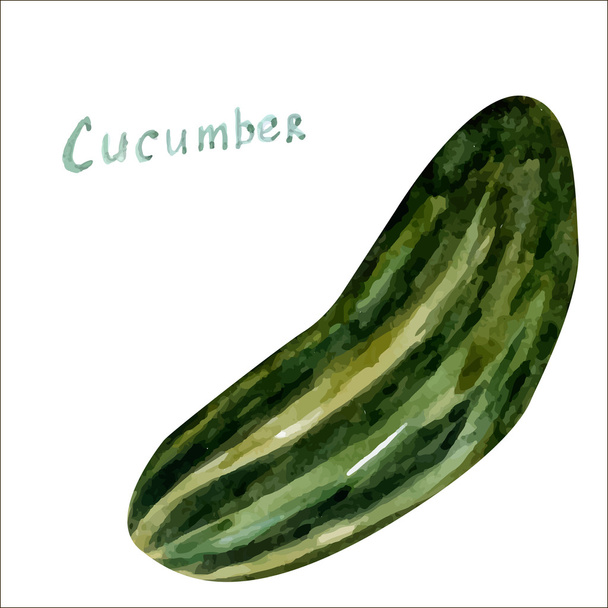 Aquarel komkommer - Vector, afbeelding