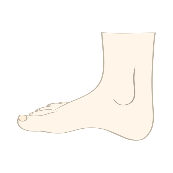 feet in vector - Διάνυσμα, εικόνα