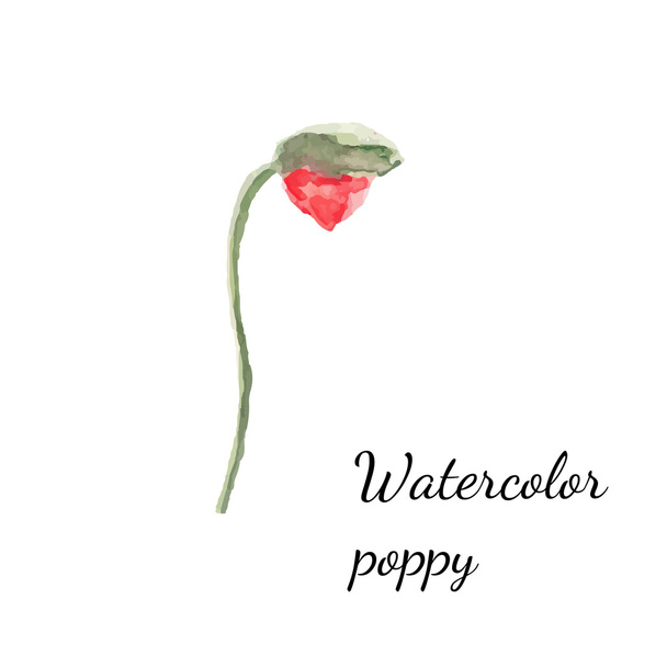Watercolor floral poppy - Vector, Image
