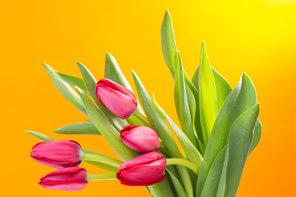 Crimson tulip flower on background - Foto, Imagen