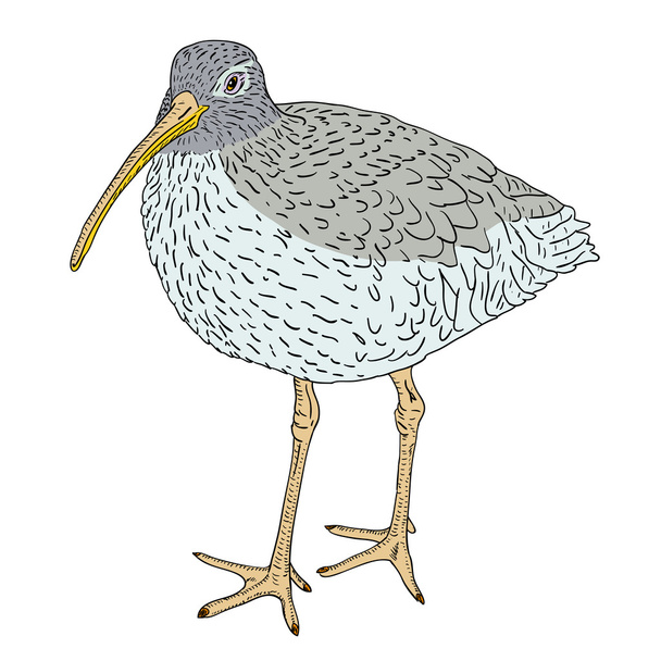 Curlew euroasiático, ilustración de aves
. - Foto, imagen