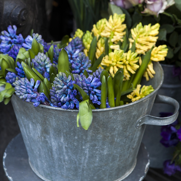 Blue and yellow hyacinths for sale - Foto, afbeelding