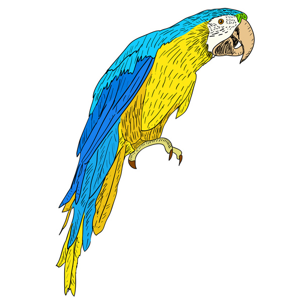 Macaws illustration. - Fotoğraf, Görsel