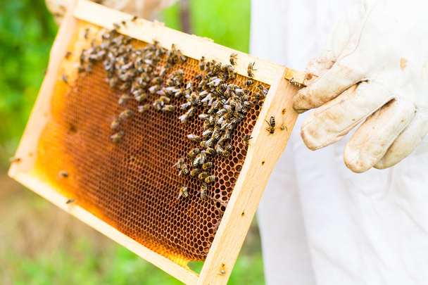 Beeyard ve arıları kontrol arıcı - Fotoğraf, Görsel