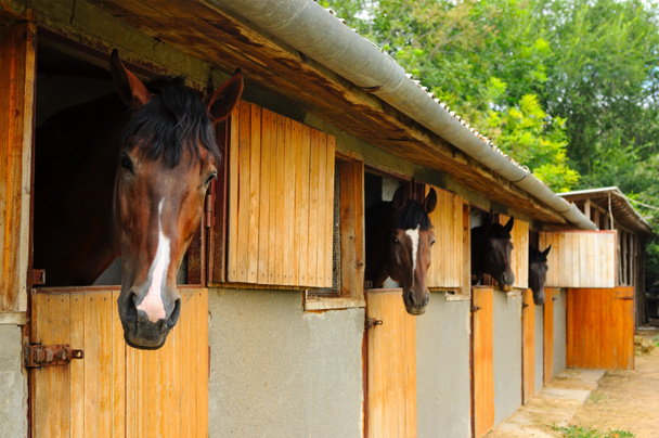Cavalos no estábulo - Foto, Imagem