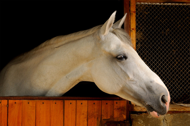 cavalo branco no estábulo - Foto, Imagem