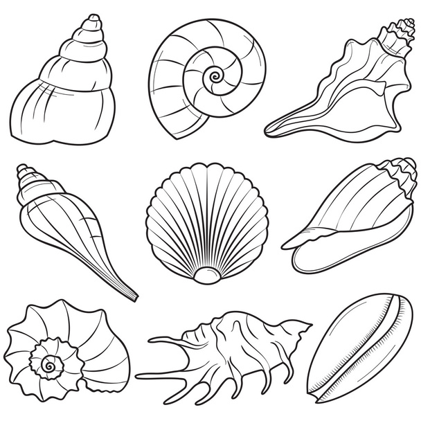 Handdrawn Seashells - Vector, imagen