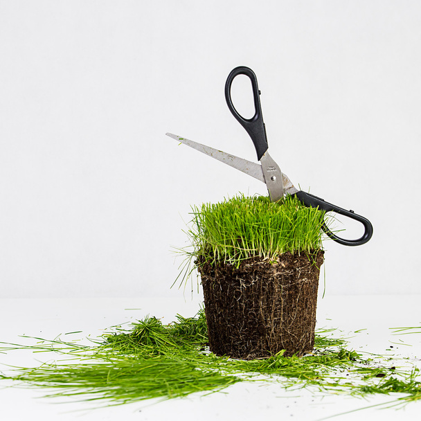 Grass in pod cut with scissors - Foto, Imagem
