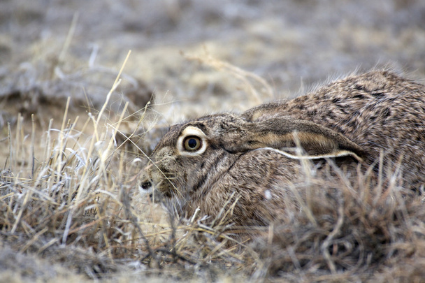 Jackrabbit skrývá v trávě - Fotografie, Obrázek