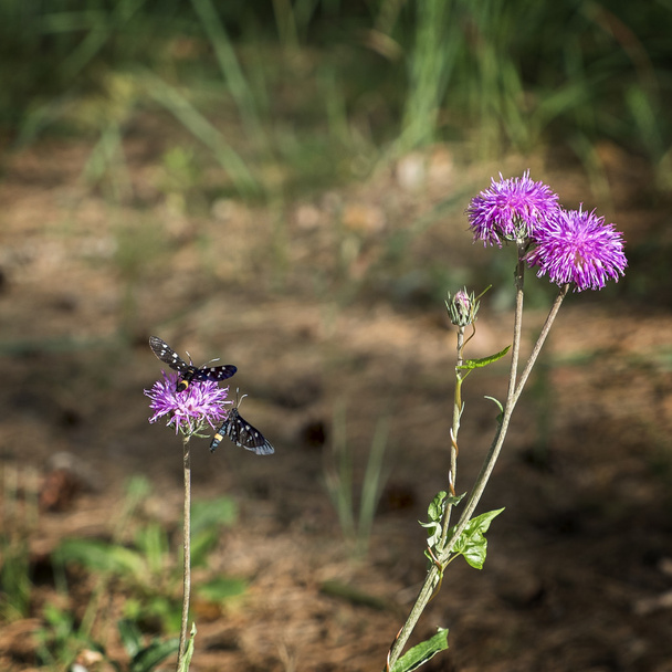 drei Wildblumen und zwei Schmetterlinge - Foto, Bild