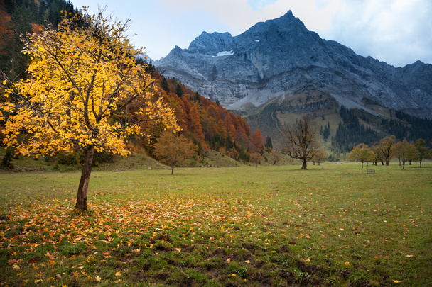 Akça ağaç, Austria.Tirol ile Alpleri'nde sonbahar dağ manzarası - Fotoğraf, Görsel