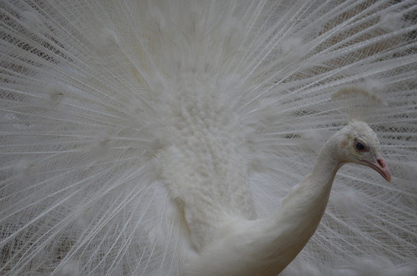 White swan - Foto, imagen