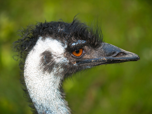 Cabeza de ave del emú
 - Foto, Imagen