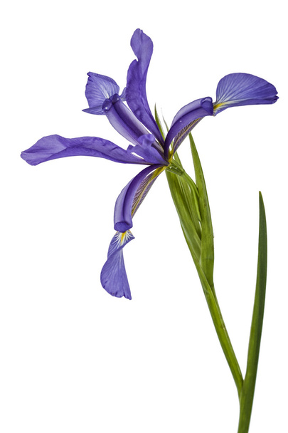 Fleurs d'iris, isolées sur blanc
 - Photo, image