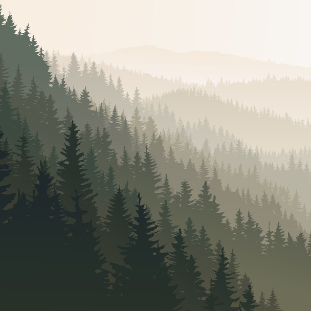 Square wild coniferous wood in morning fog. - Vector, Image
