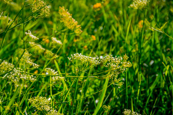 Beautiful green grass  - Zdjęcie, obraz