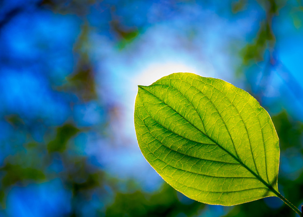 krásné zelené listy  - Fotografie, Obrázek