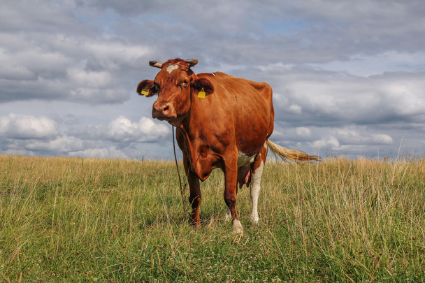 cow in green meadow - Photo, Image