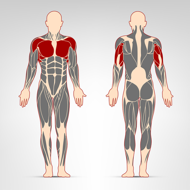 Músculos pectorales, deltoides y tríceps
 - Vector, imagen