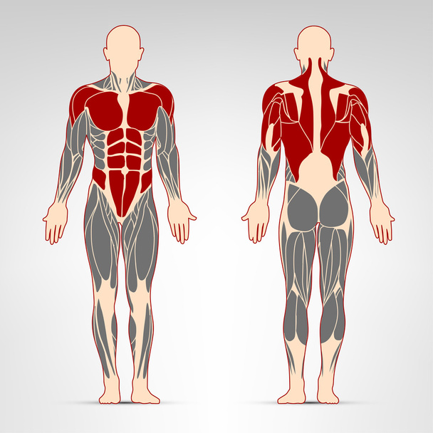 Ejercicio de músculos del hombre
 - Vector, imagen