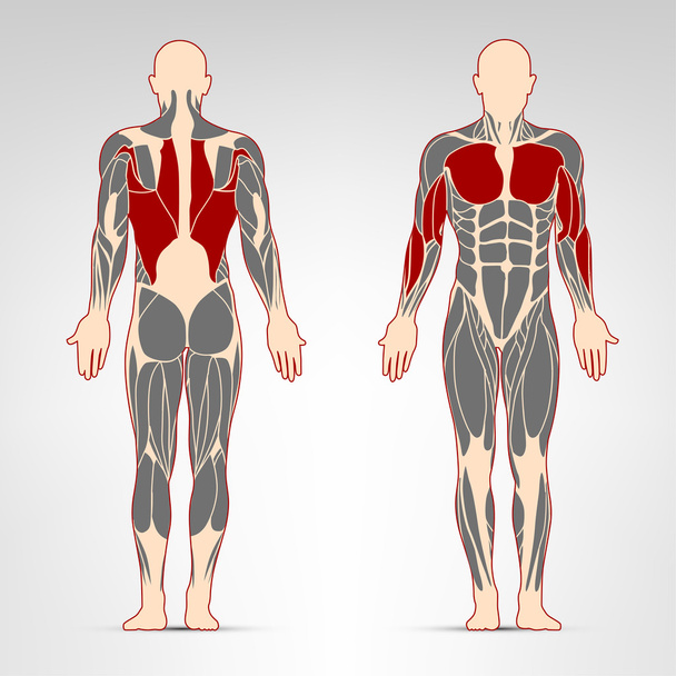 男の筋肉トレーニング - ベクター画像