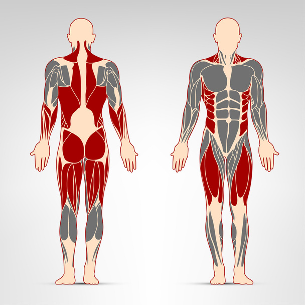 Ejercicio de músculos del hombre
 - Vector, imagen