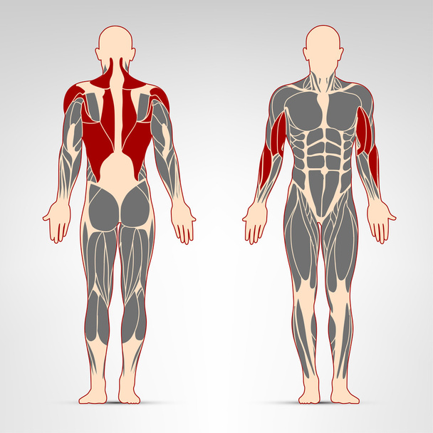 Man muscles workout - Vector, Image
