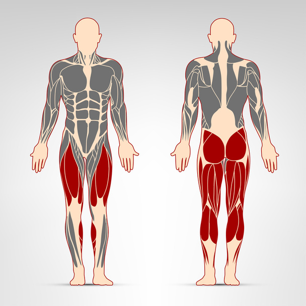 Πόδι μυς προπόνηση - Διάνυσμα, εικόνα
