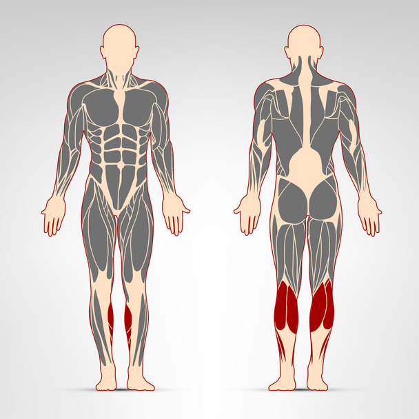 脚の筋肉トレーニング - ベクター画像