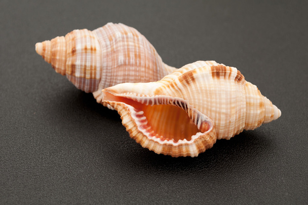 Sea shell on black background - Photo, Image